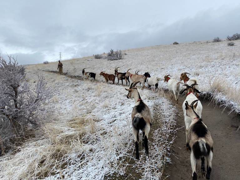 Pack goats